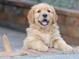 Golden Retriever chiot 